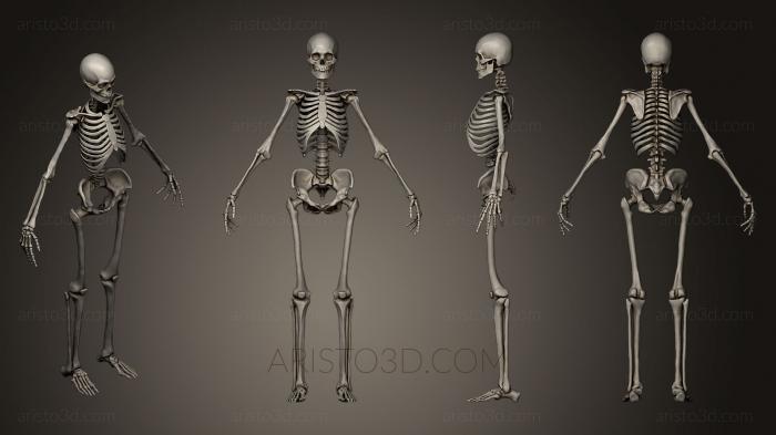 Anatomy of skeletons and skulls (ANTM_0182) 3D model for CNC machine